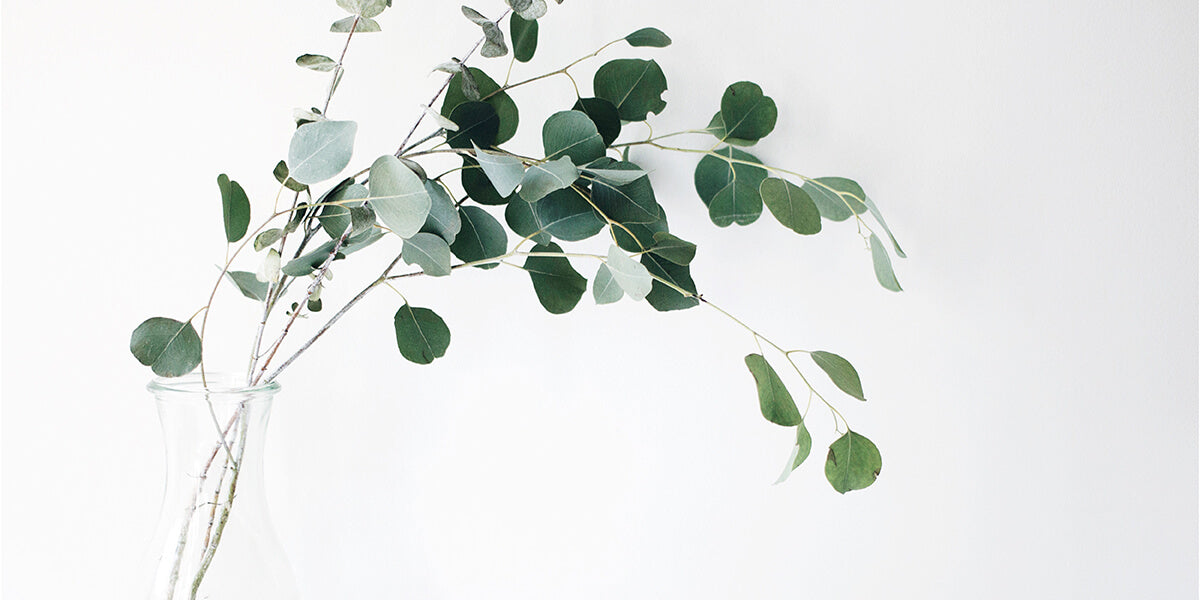 A Beginner’s Guide to Essential Oils