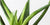 spiky aloe vera leaves used to make aloe juice